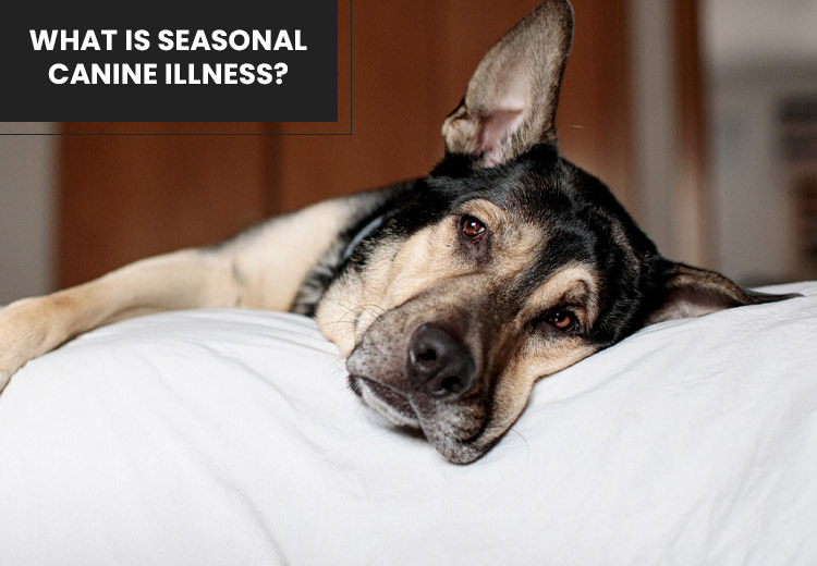 Seasonal Canine Illness – Symptoms & Preventive Tips